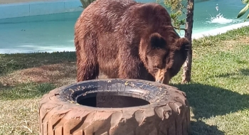 Urso Robinho recebe novos cuidados no Zoológico de Goiânia devido ao calor